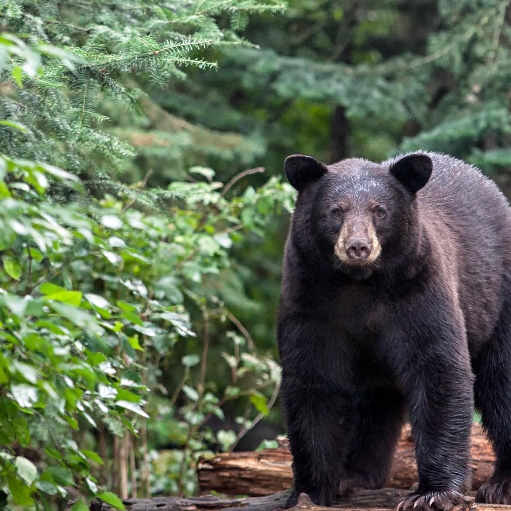 Source image animal_000140400